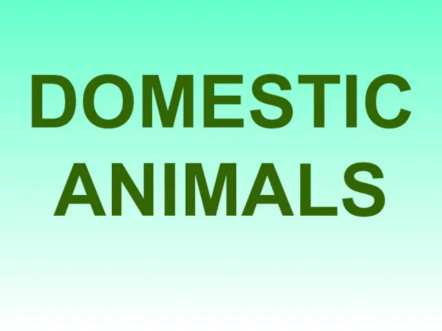 DOMESTIC ANIMALS