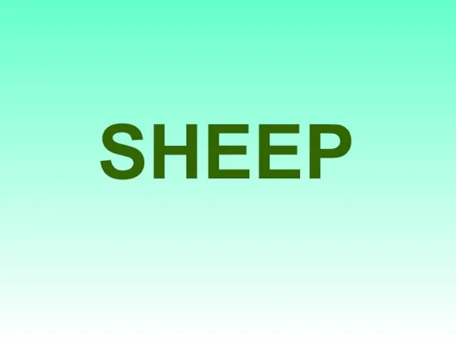 SHEEP