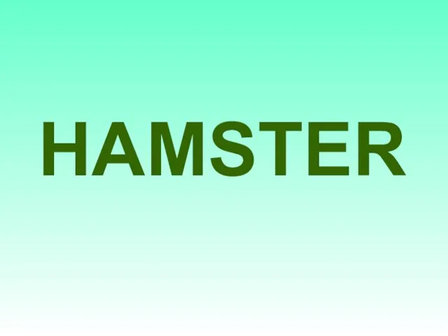 HAMSTER