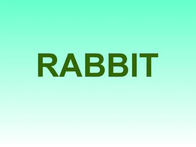 RABBIT