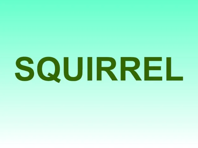 SQUIRREL