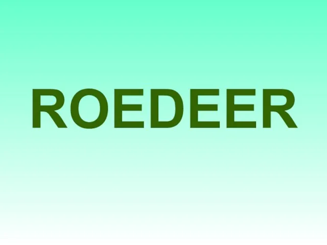 ROEDEER