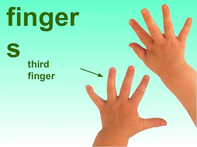 fingers third finger
