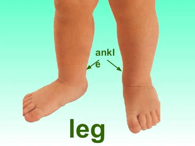 legs ankle