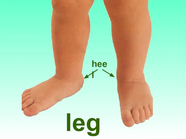 legs heel