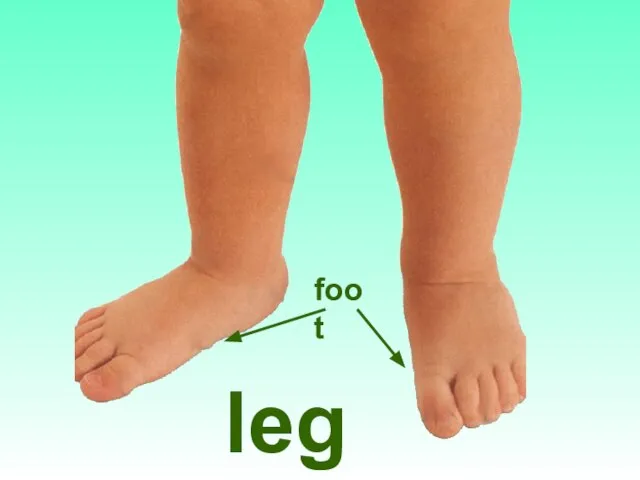 legs foot