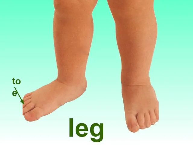 legs toe
