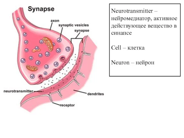 Neurotransmitter – нейромедиатор, активное действующее вещество в синапсе Cell – клетка Neuron – нейрон