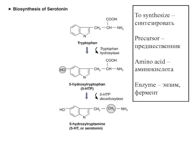 To synthesize – синтезировать Precursor – предшественник Amino acid – аминокислота Enzyme – энзим, фермент