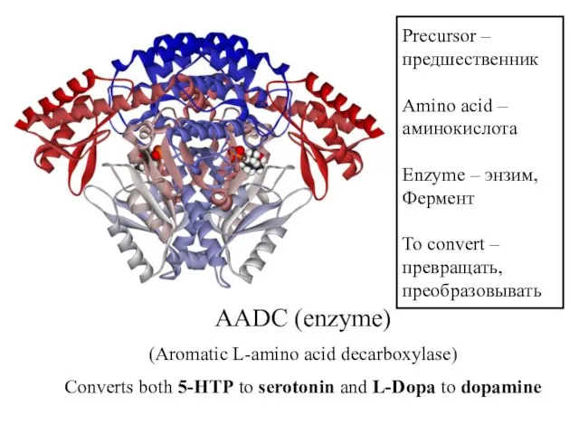 Precursor – предшественник Amino acid – аминокислота Enzyme – энзим, Фермент To