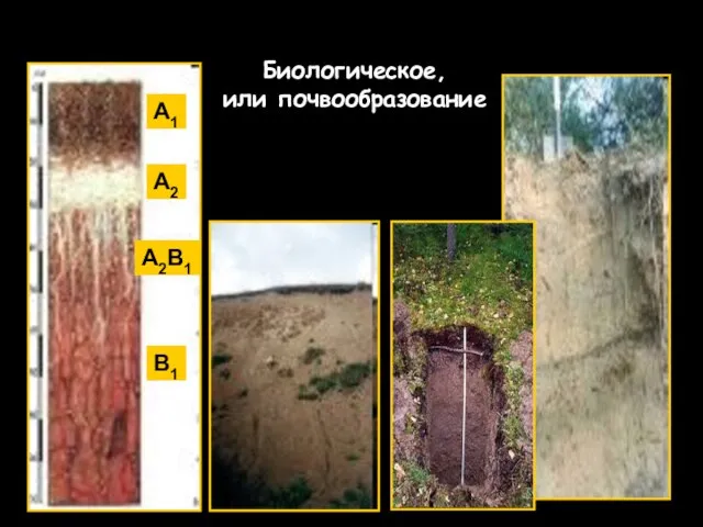 Биологическое, или почвообразование В1 А1 А2 А2В1