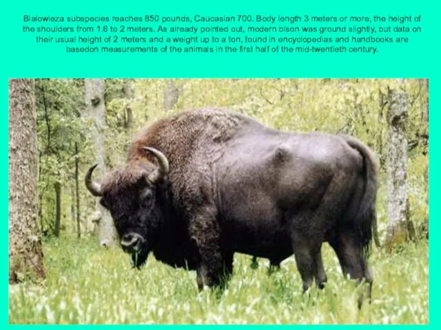 Bialowieza subspecies reaches 850 pounds, Caucasian 700. Body length 3 meters or