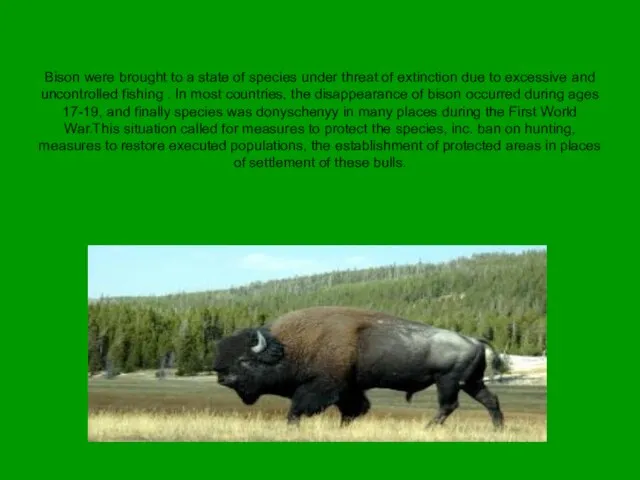 Bison were brought to a state of species under threat of extinction