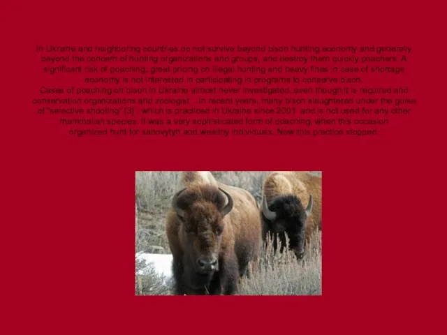 In Ukraine and neighboring countries do not survive beyond bison hunting economy