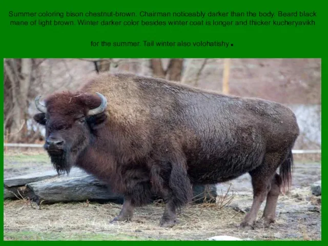 Summer coloring bison chestnut-brown. Chairman noticeably darker than the body. Beard black