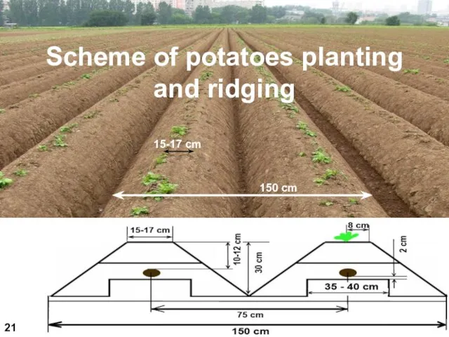 Scheme of potatoes planting and ridging 21