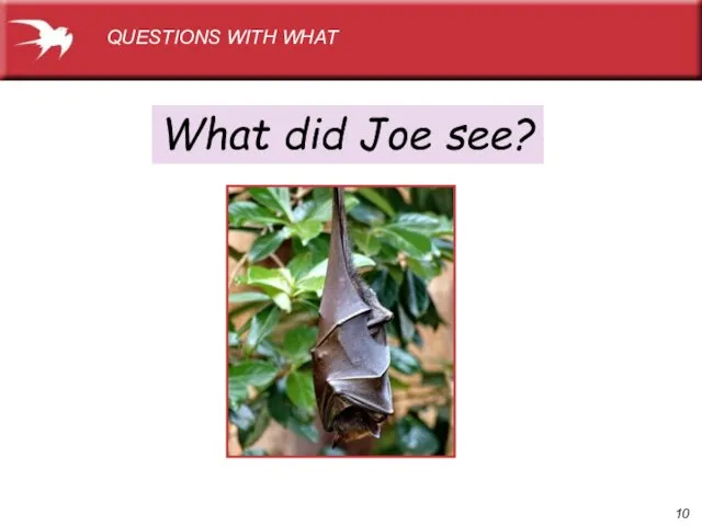 What did Joe see? QUESTIONS WITH WHAT