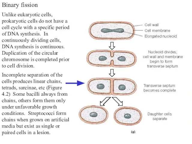 Binary fission Unlike eukaryotic cells, prokaryotic cells do not have a cell