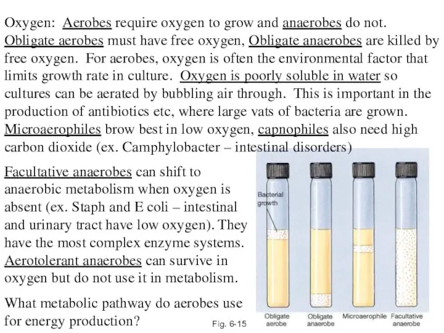 Fig. 6-15 Oxygen: Aerobes require oxygen to grow and anaerobes do not.