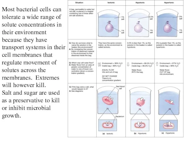 Most bacterial cells can tolerate a wide range of solute concentrations in