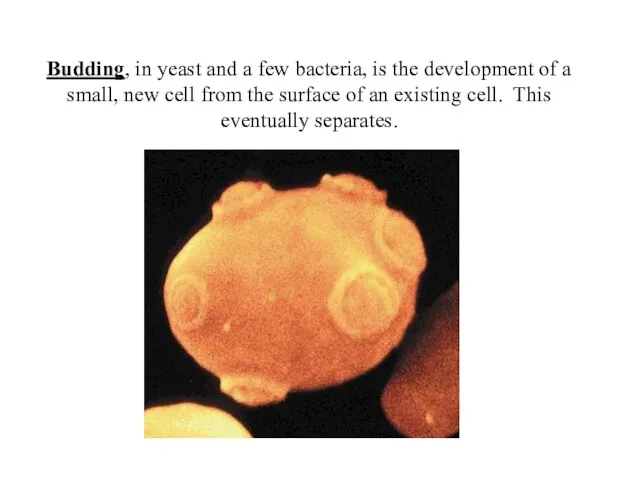 Budding, in yeast and a few bacteria, is the development of a