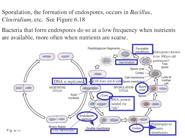 Fig. 6-17 Sporulation, the formation of endospores, occurs in Bacillus, Clostridium, etc.