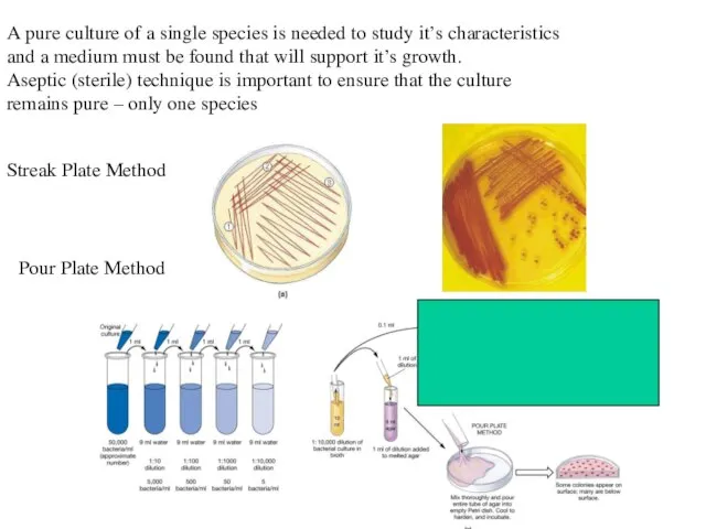 A pure culture of a single species is needed to study it’s