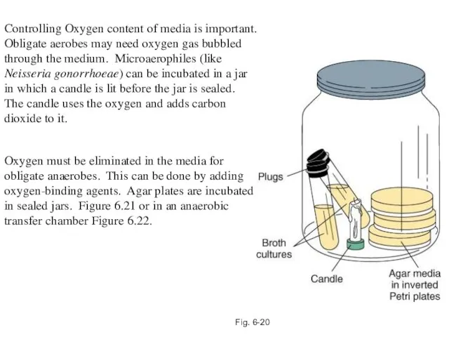 Fig. 6-20 Controlling Oxygen content of media is important. Obligate aerobes may