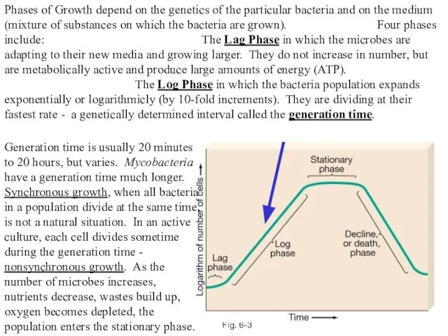 Fig. 6-3 Phases of Growth depend on the genetics of the particular