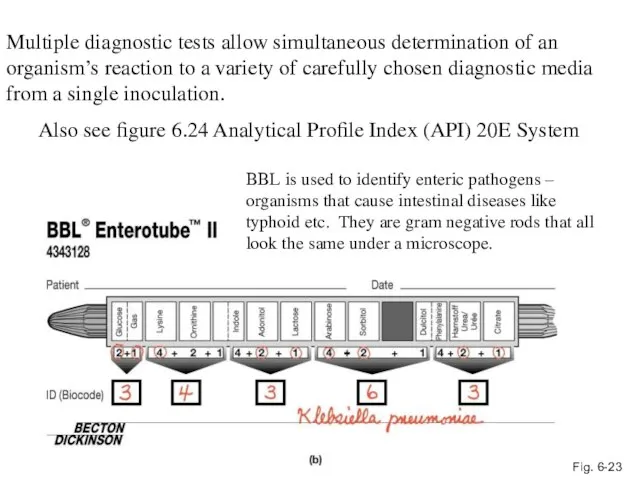 Fig. 6-23 Multiple diagnostic tests allow simultaneous determination of an organism’s reaction