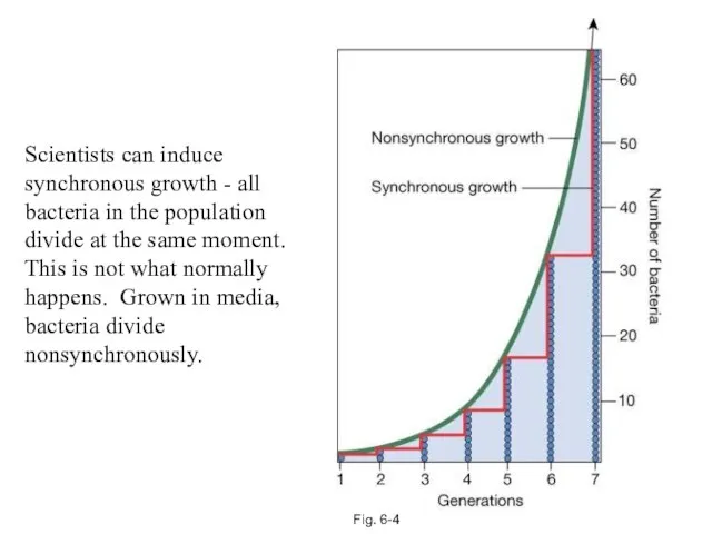 Fig. 6-4 Scientists can induce synchronous growth - all bacteria in the