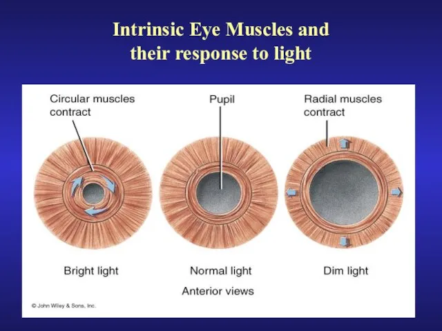Intrinsic Eye Muscles and their response to light