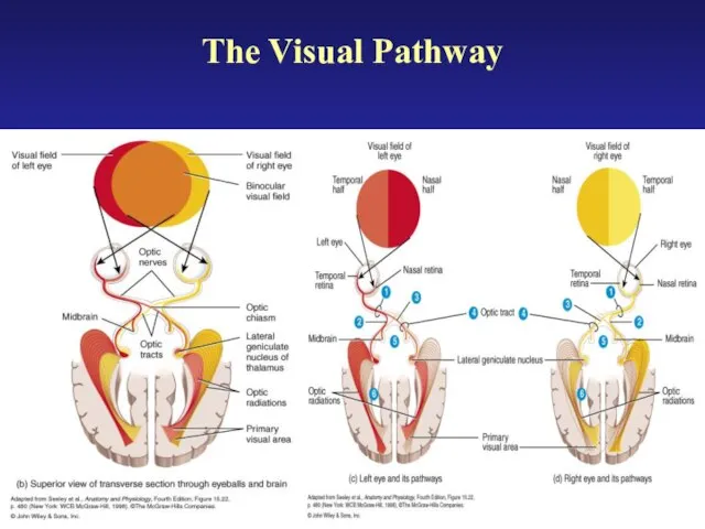 The Visual Pathway