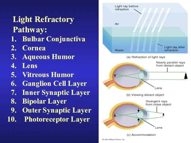 Light Refractory Pathway: Bulbar Conjunctiva Cornea Aqueous Humor Lens Vitreous Humor Ganglion