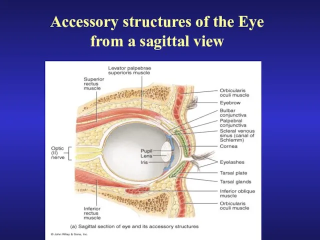 Accessory structures of the Eye from a sagittal view