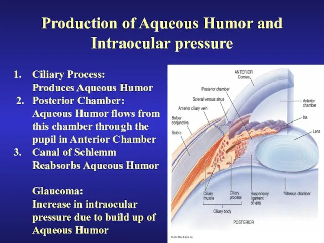 Production of Aqueous Humor and Intraocular pressure Ciliary Process: Produces Aqueous Humor