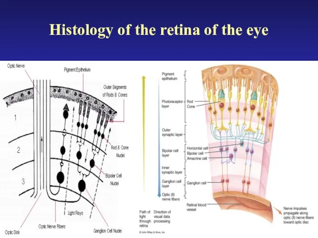 Histology of the retina of the eye