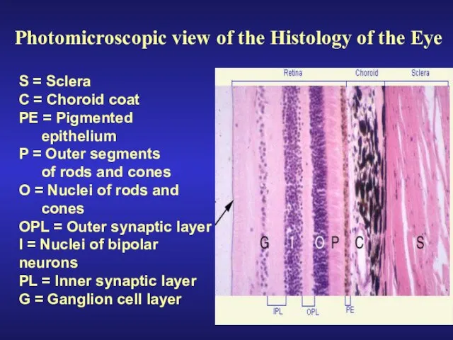 Photomicroscopic view of the Histology of the Eye S = Sclera C