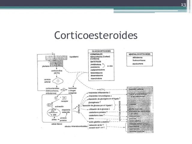 Corticoesteroides