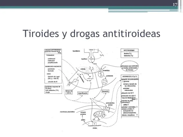 Tiroides y drogas antitiroideas