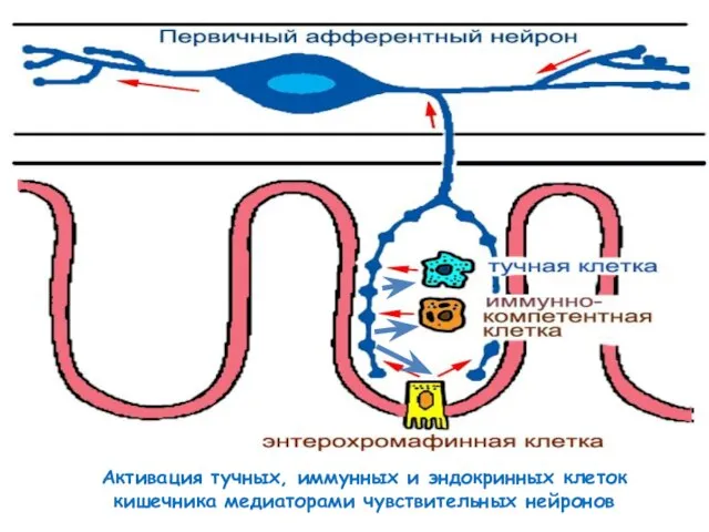 Активация тучных, иммунных и эндокринных клеток кишечника медиаторами чувствительных нейронов