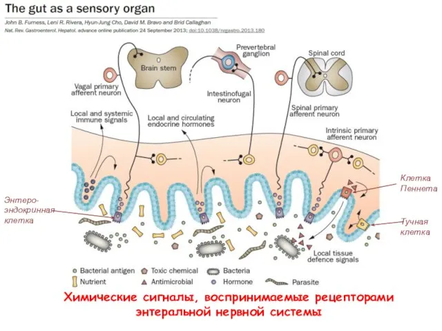 Химические сигналы, воспринимаемые рецепторами энтеральной нервной системы