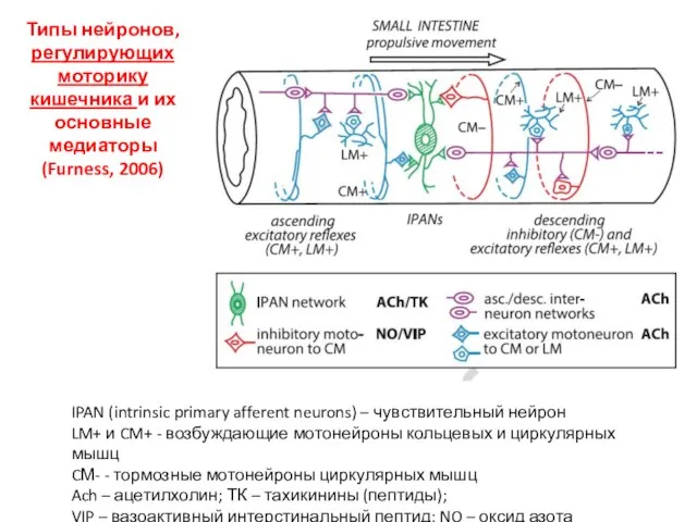 Типы нейронов, регулирующих моторику кишечника и их основные медиаторы (Furness, 2006) IPAN