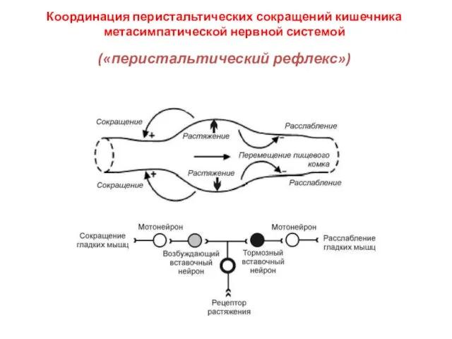 Координация перистальтических сокращений кишечника метасимпатической нервной системой («перистальтический рефлекс»)