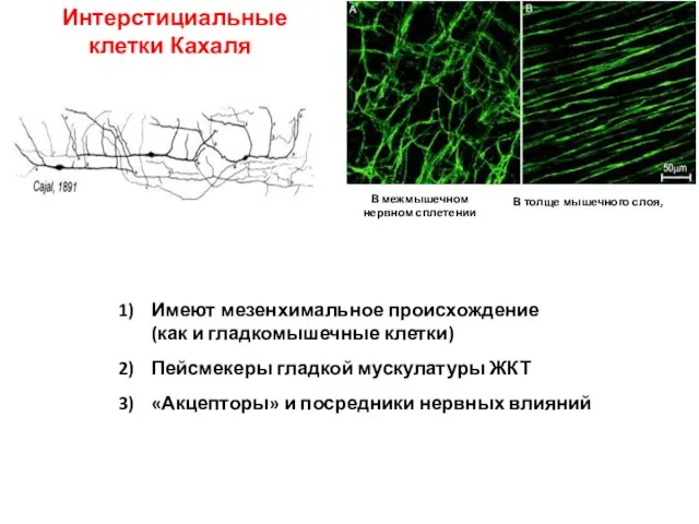 Интерстициальные клетки Кахаля В толще мышечного слоя, В межмышечном нервном сплетении Имеют