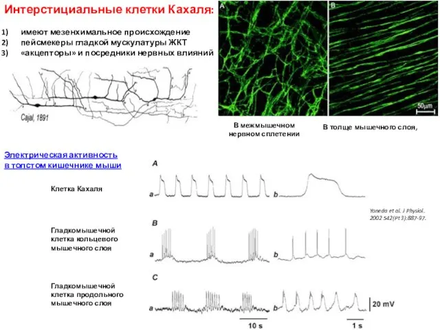 Интерстициальные клетки Кахаля: имеют мезенхимальное происхождение пейсмекеры гладкой мускулатуры ЖКТ «акцепторы» и