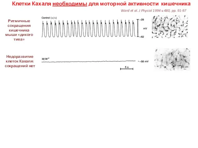 Клетки Кахаля необходимы для моторной активности кишечника Ритмичные сокращения кишечника мыши «дикого