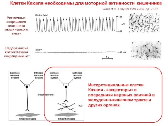 Клетки Кахаля необходимы для моторной активности кишечника Ритмичные сокращения кишечника мыши «дикого