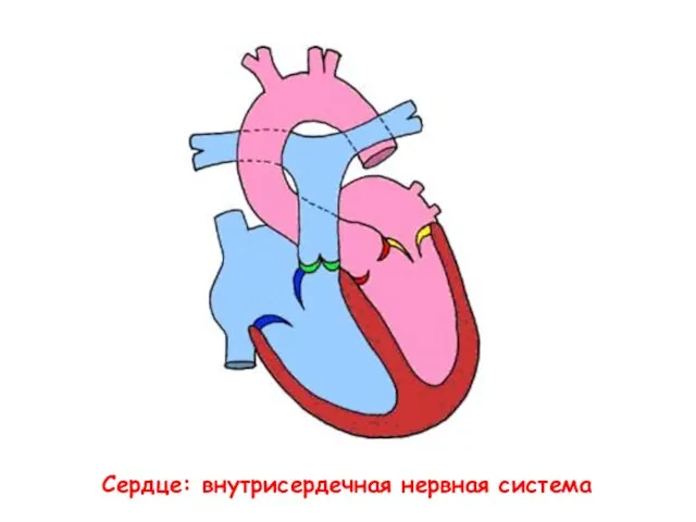 Сердце: внутрисердечная нервная система