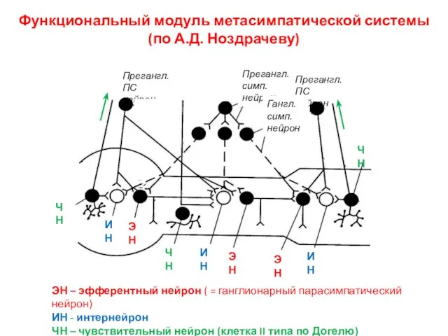 Функциональный модуль метасимпатической системы (по А.Д. Ноздрачеву) ЭН – эфферентный нейрон (